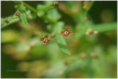 Ammannia multiflora